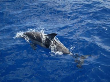 File:Dolphin by ManuelCruises.jpg