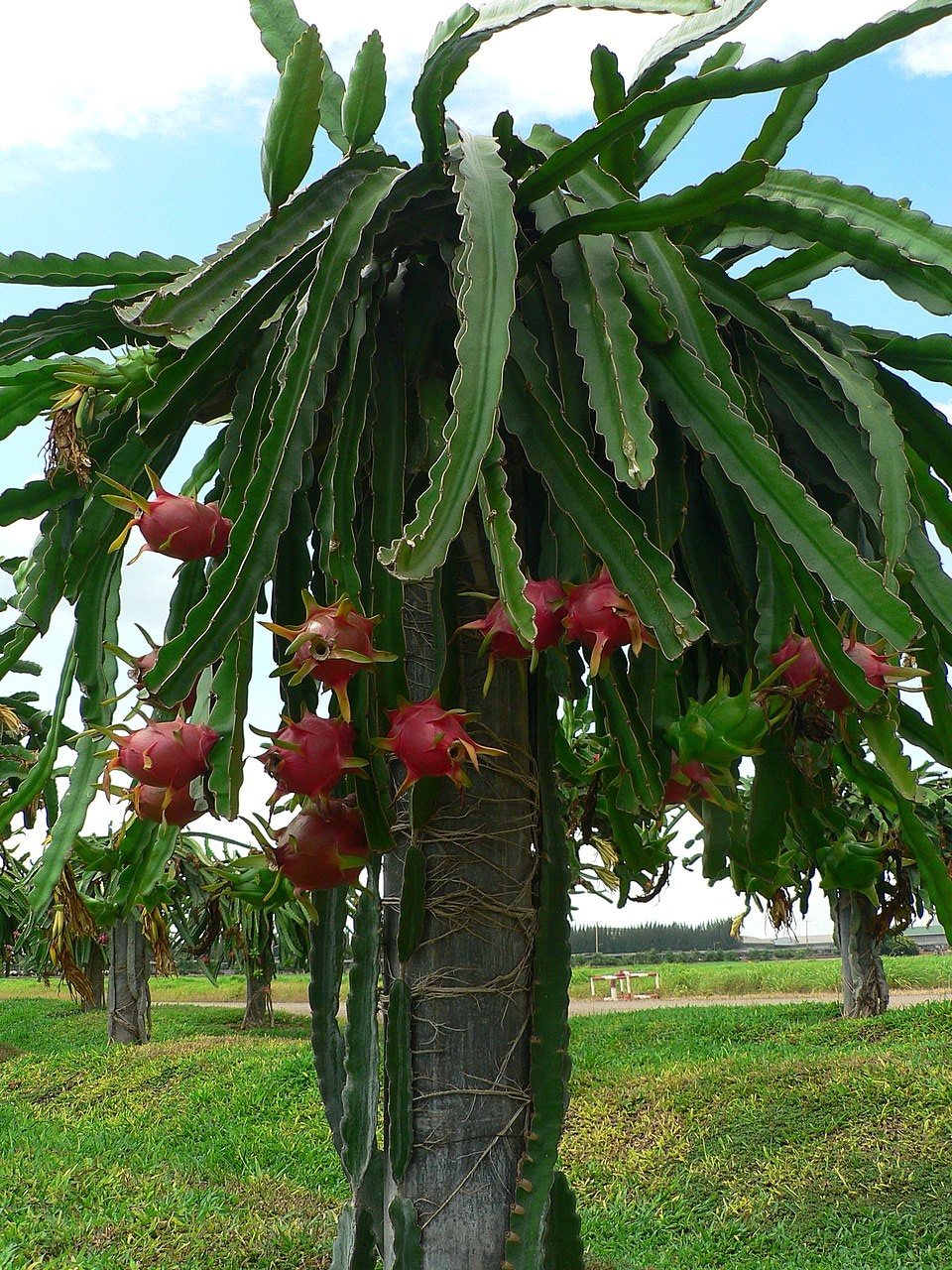 POWERS TO FLOWERS - EPIPHYLLUM LINGUA DI SUOCERA A FIORE GIGANTE ROSA,  CARPOBROTUS BIANCO, e PITAYA FRUTTO DEL DRAGO A POLPA ROSSA, vaso 12cm,  piante