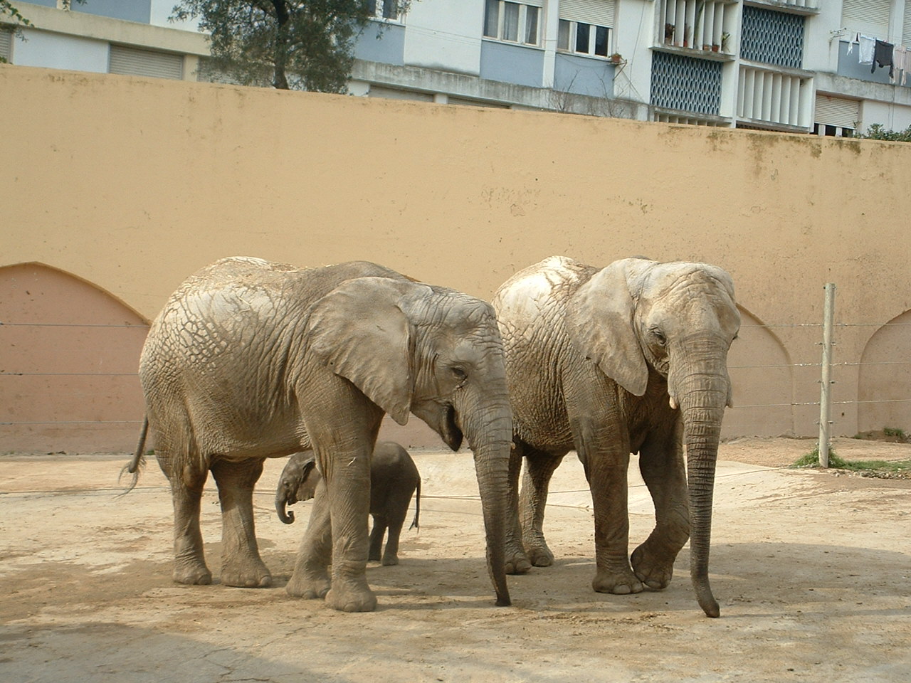 Resultado de imagen de wikipedia elefante