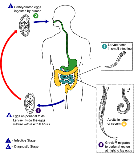 Enterobiasis ciklus, Oxyuris vermicularis ciklus