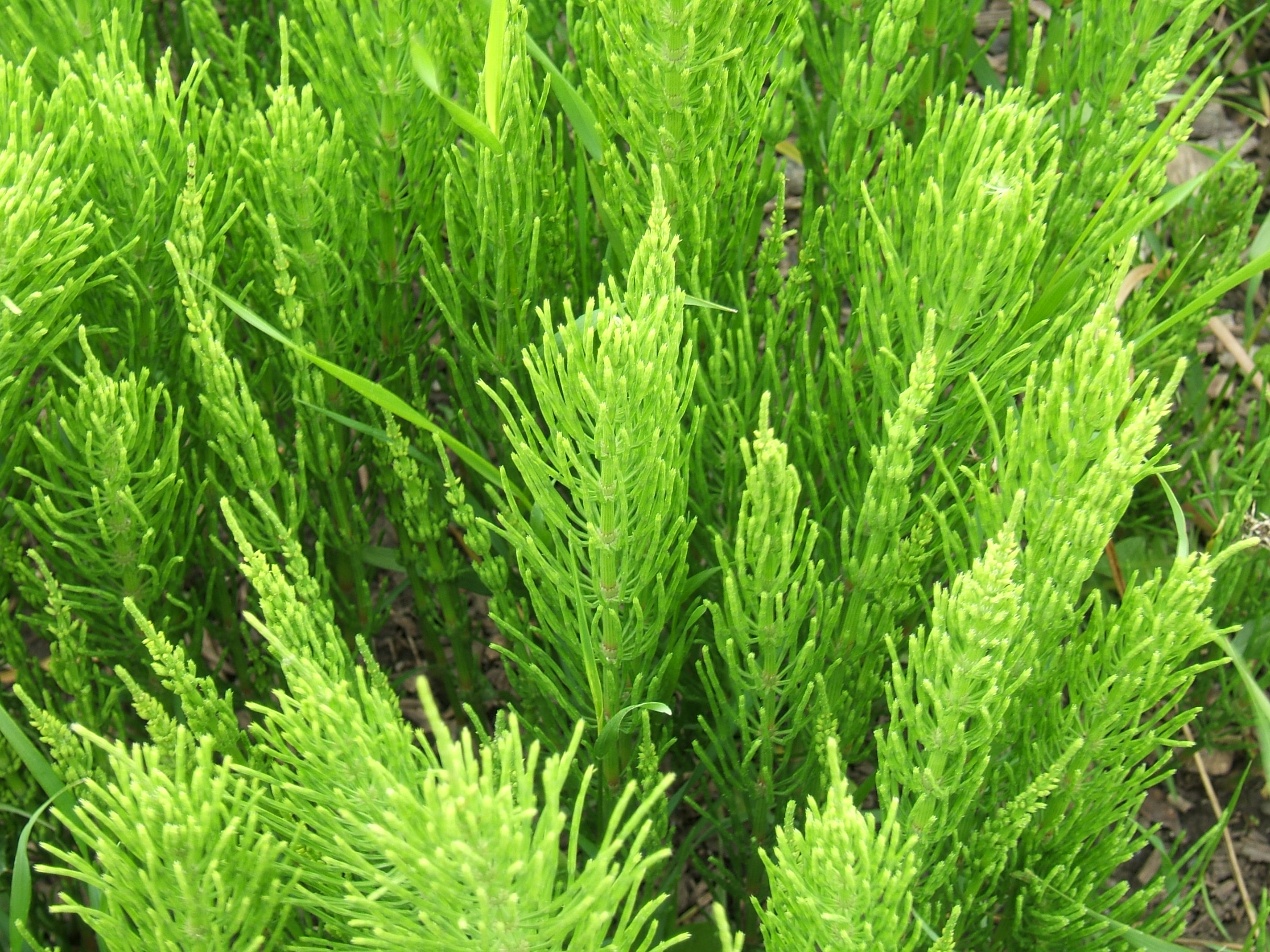 Equisetum Arvense Wikipedia