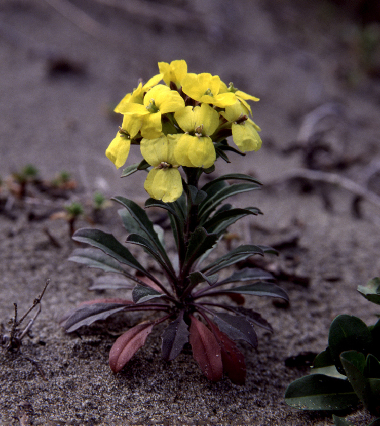 Erysimum Menziesii Wikipedia