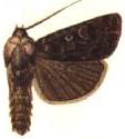 <i>Agrotis baliopa</i> Species of moth