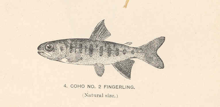 File:FMIB 37735 Coho No2 Fingerling.jpeg