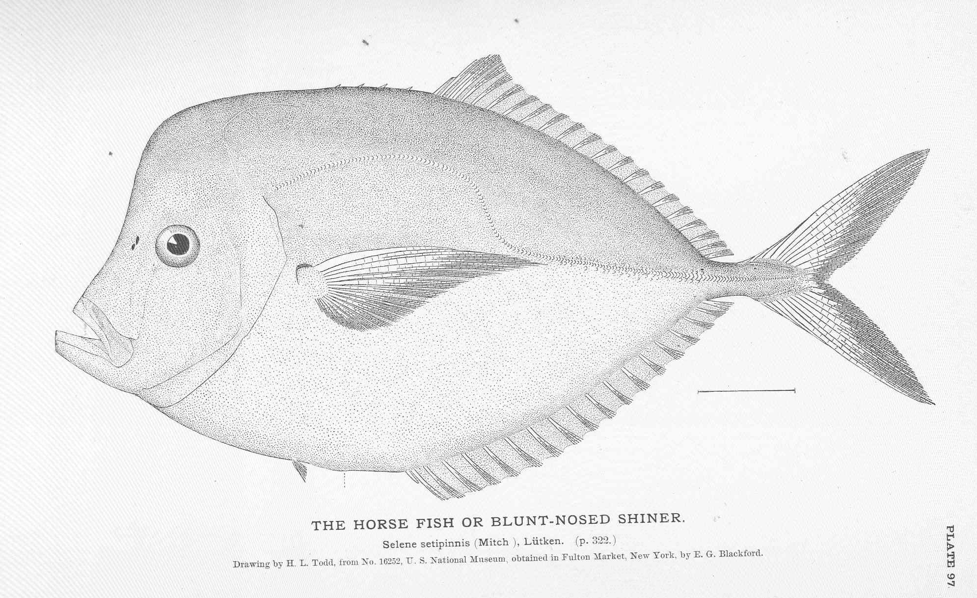 Horse fishes. Рыбы Вомер для срисовки. S. setapinnis.