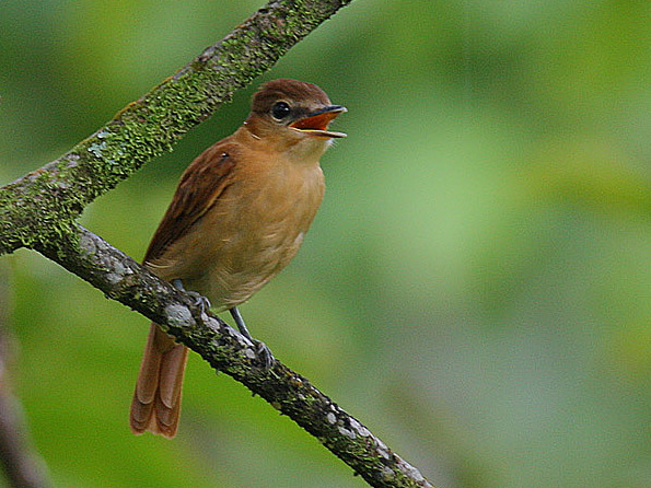 File:Flickr - Rainbirder - Cinnamon Becard (Pachyramphus cinnamomeus) (1).jpg