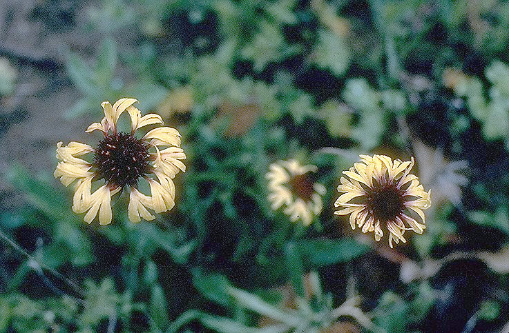 File:Gaillardia-aestivalis01.jpg