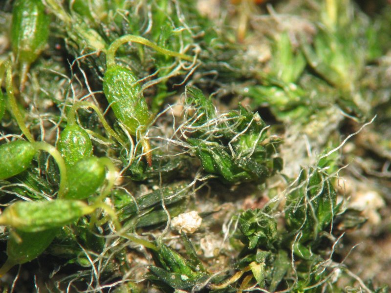 File:Grimmia pulvinata detail.jpeg