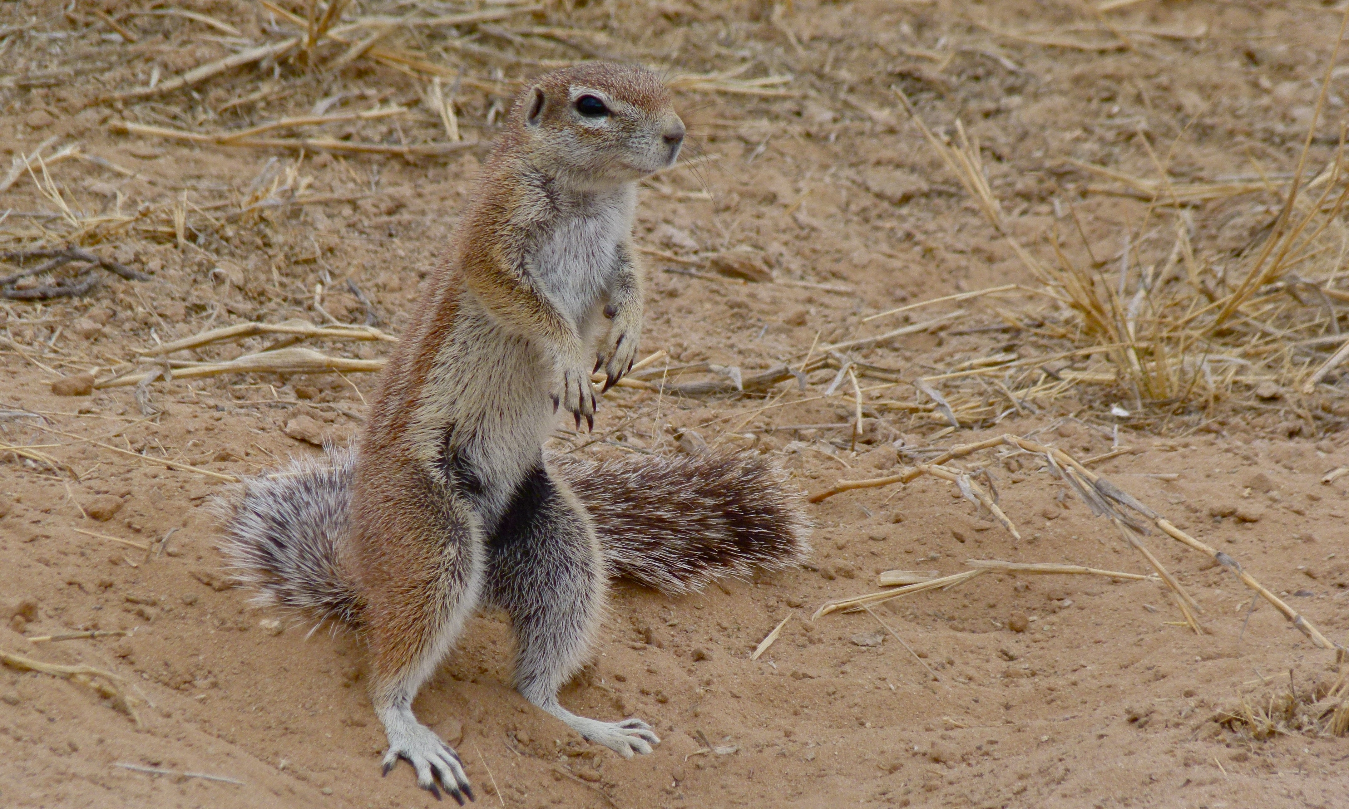 Ground Squirrel (Xerus inauris) female (6451402177).jpg