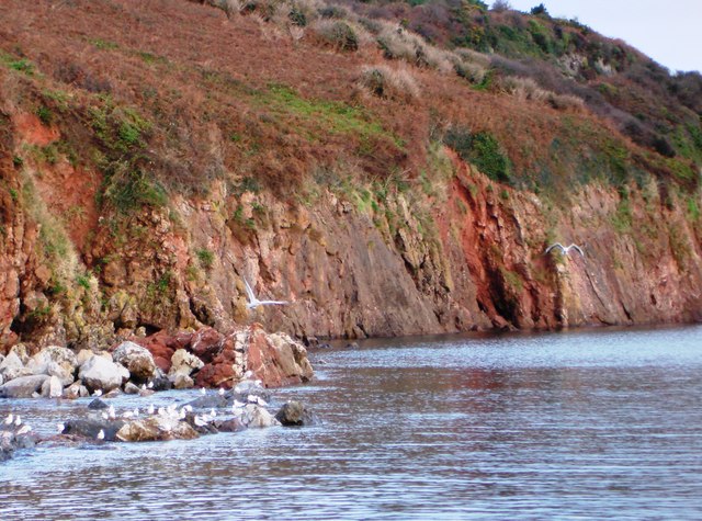 File:Gulls, Broadsands beach - geograph.org.uk - 1046975.jpg
