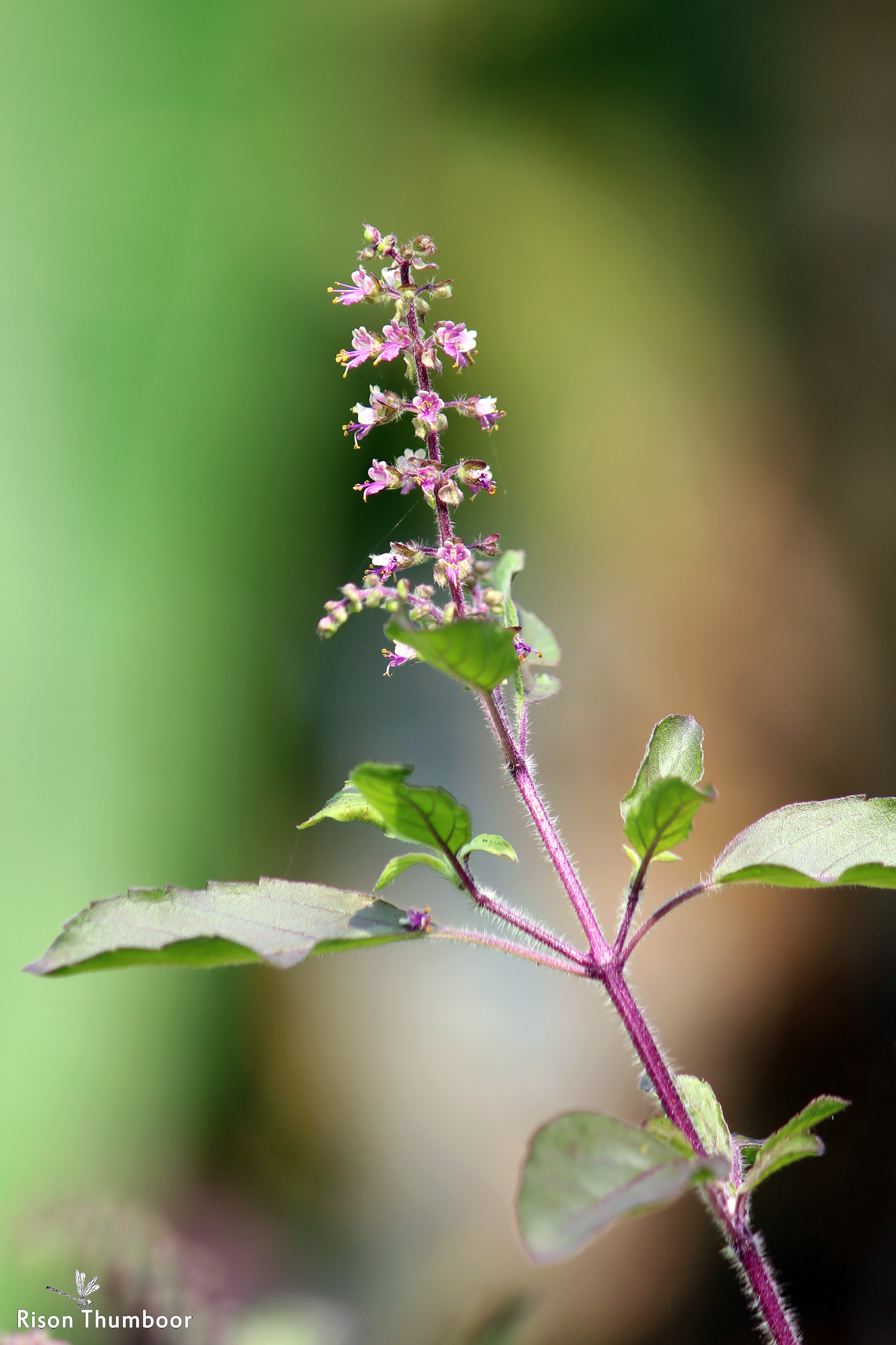 File Holy basil Ocimum tenuiflorum Tulsi