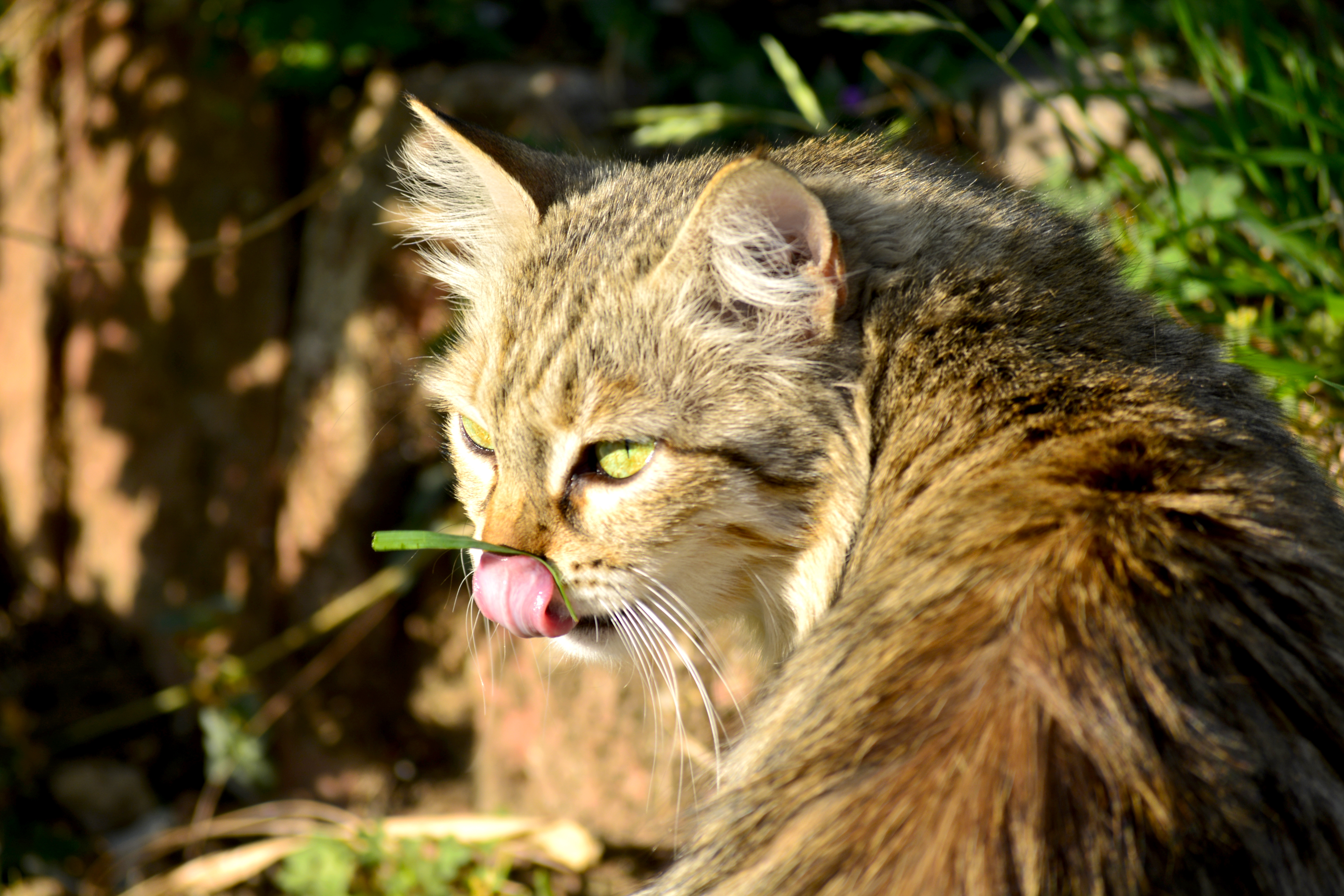 File Hungry cat  jpg Wikimedia Commons