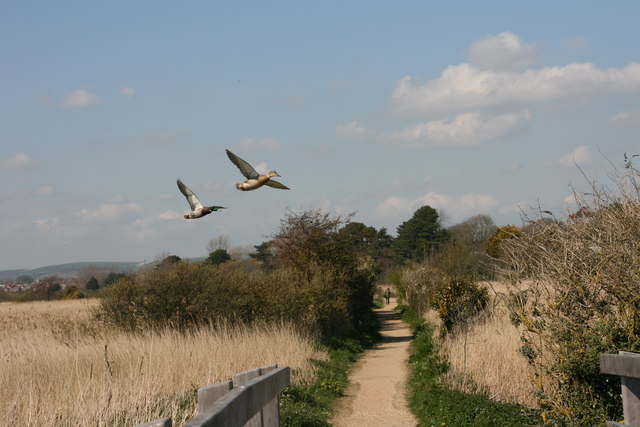 File:Incoming Mallards - geograph.org.uk - 1565870.jpg