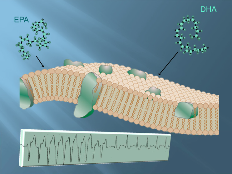 File:Interaction of omega-3s with cardiac cell membrane.png
