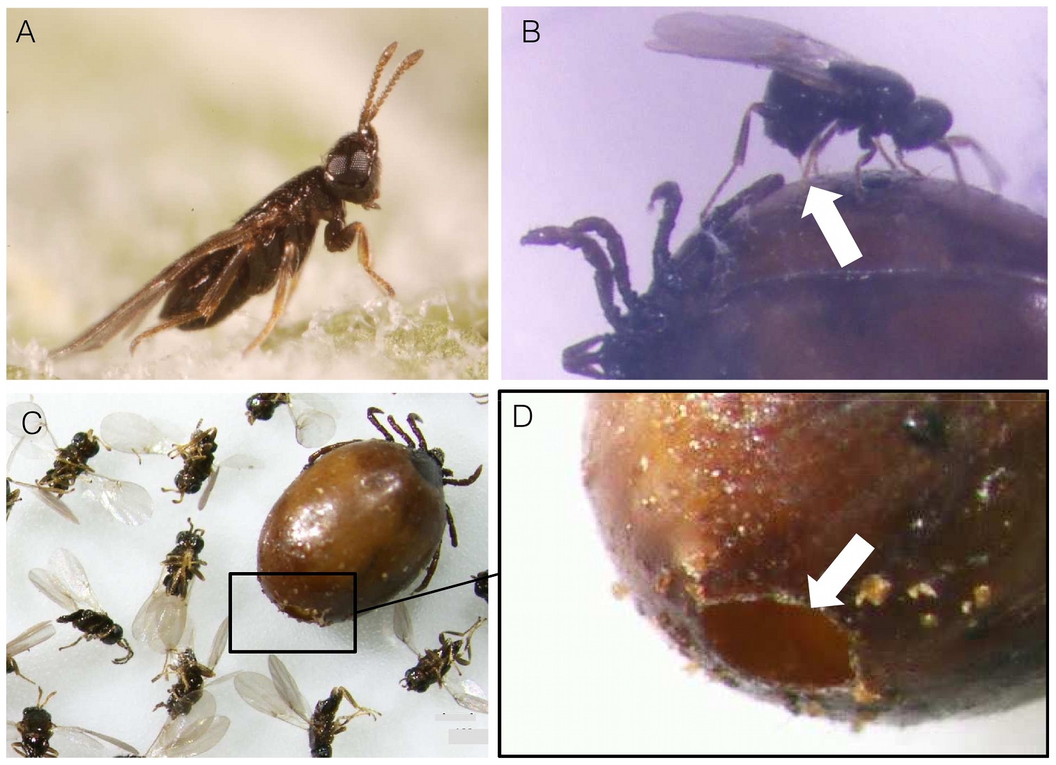 Клещи животные как размножаются. Hunterellus hookeri. Ixodes Ricinus откладывает яйца. Ixodiphagus hookeri.