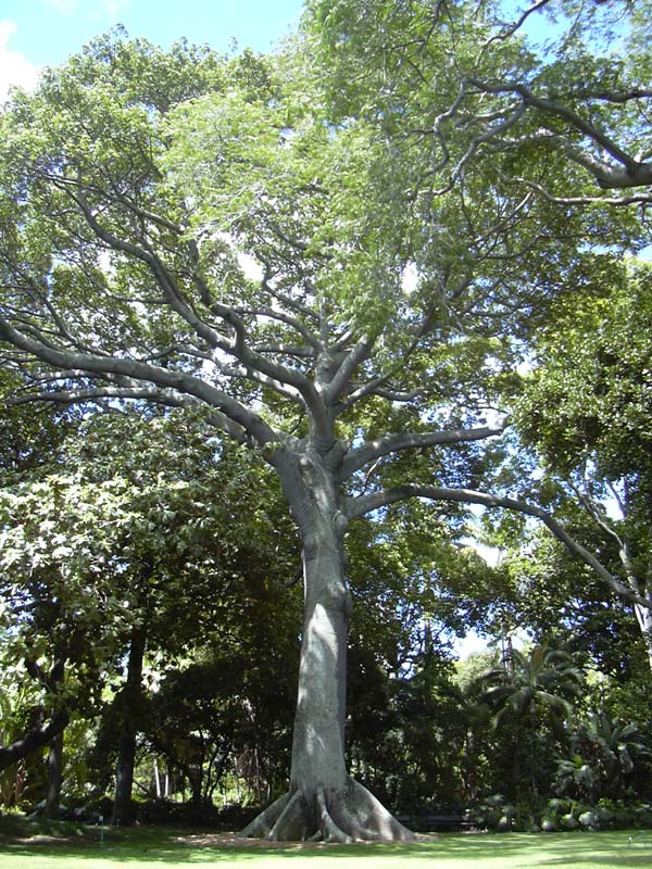 Kapok Silk Cotton Tree (ceiba pentandra)