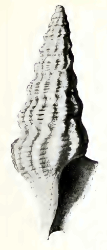 <i>Kylix paziana</i> Species of gastropod