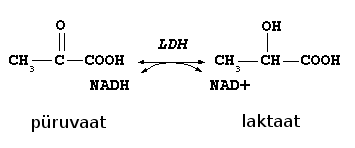 File:LDH reaction-et.png