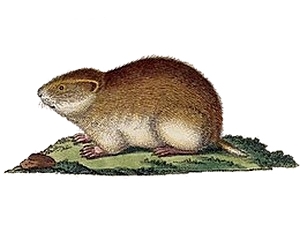 The average litter size of a Siberian brown lemming is 6