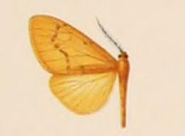 <i>Lemyra everetti</i> Species of moth