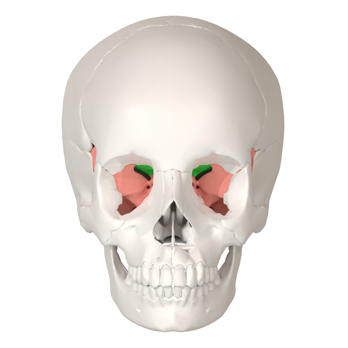 lesser wing of sphenoid bone