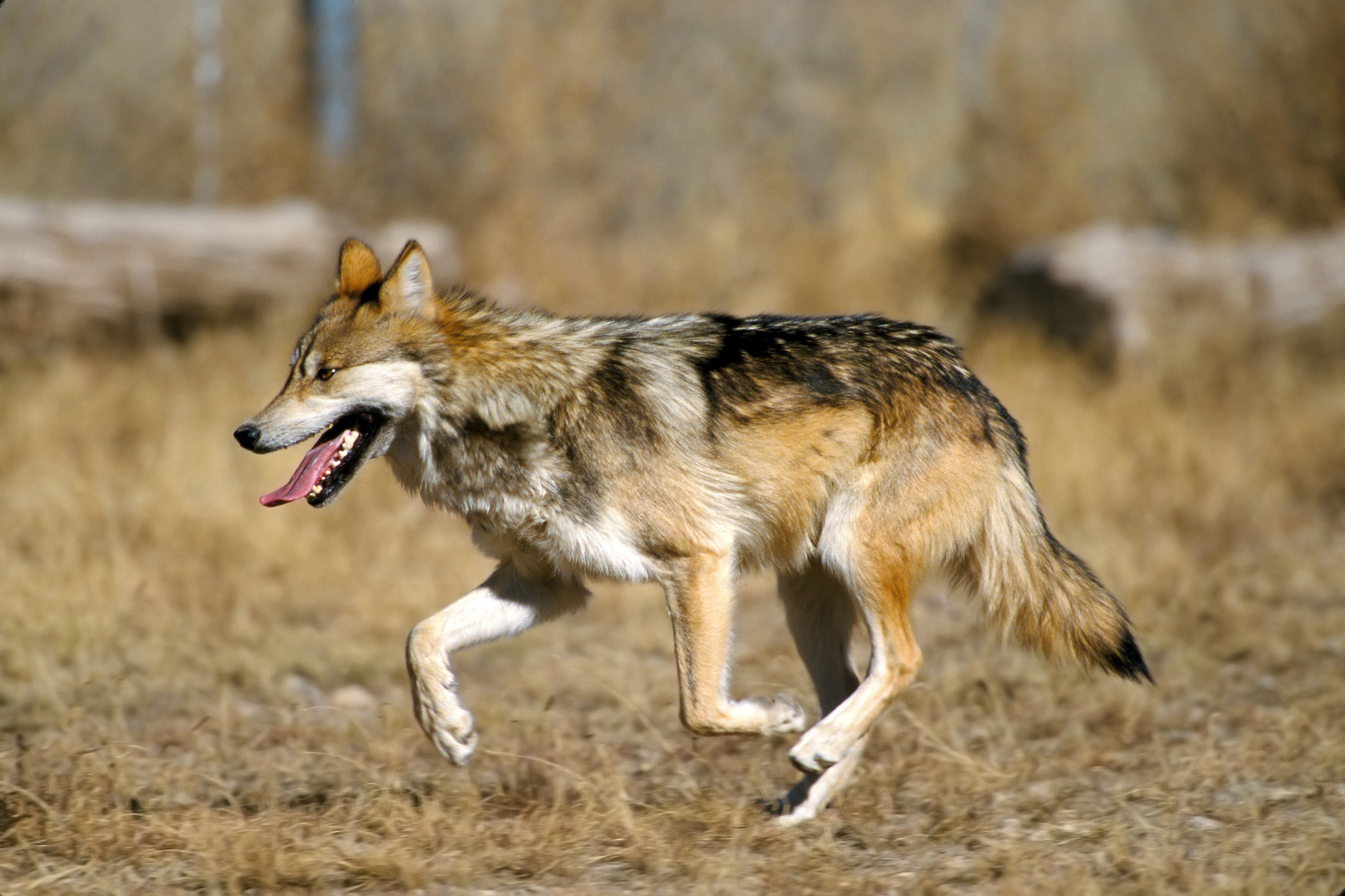 file-mexican-wolf-2-yfb-edit-2-jpg-wikimedia-commons