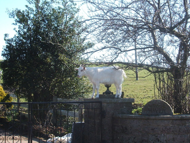 File:Mountain goat - geograph.org.uk - 1230426.jpg