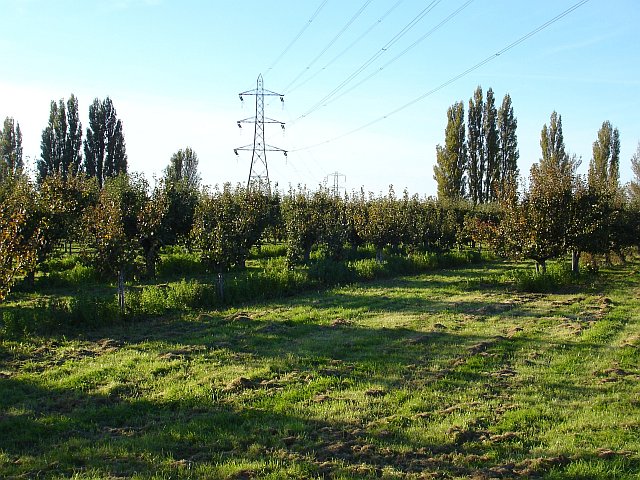 File:Orchard near Conyer - geograph.org.uk - 272634.jpg