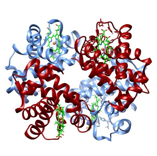 Oxygen dissociation curves (ODCs) for human hemoglobin (Hb) at 3