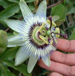 passion Flower, Stressed Out and Pregnant? These Herbs Help Calm Anxiety 