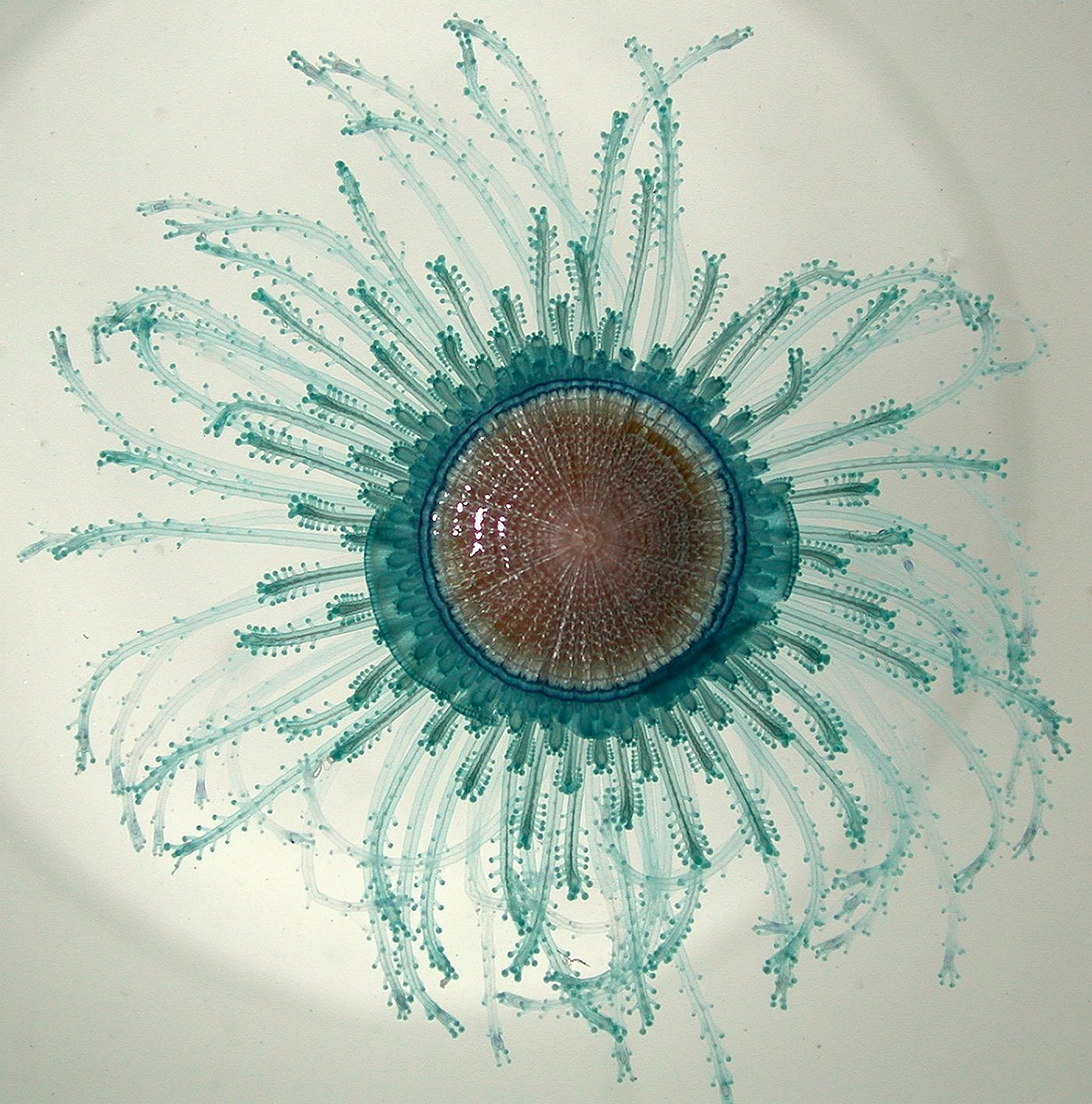 Blue Button Jellyfish (Porpita porpita)