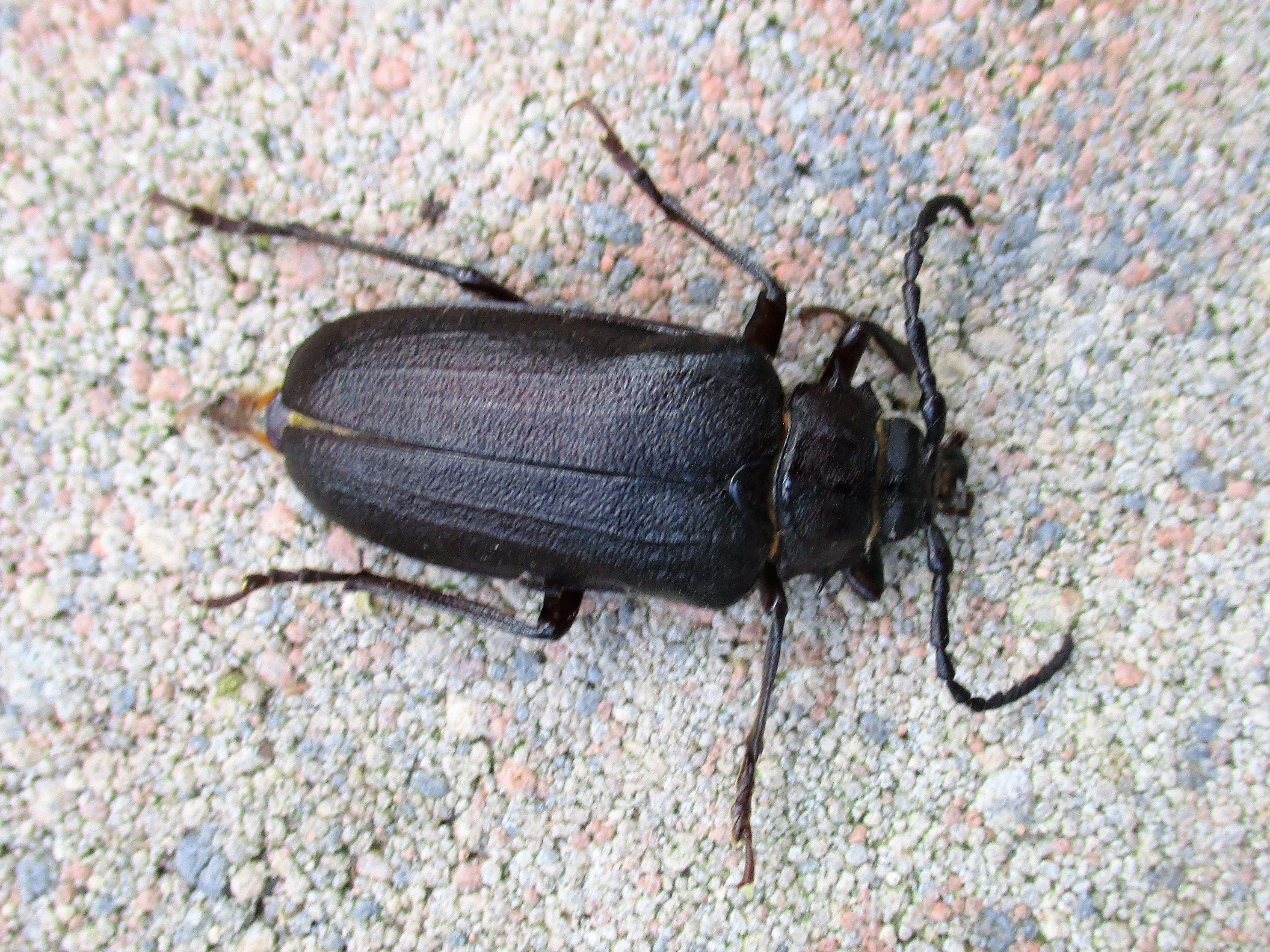 Prionus coriarius