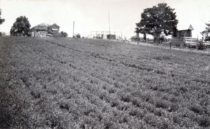 File:Queensland State Archives 4169 Lucerne on Mr A Cooks Farm Maleny c 1930.png