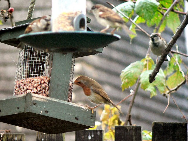 Bird feeder - Wikipedia