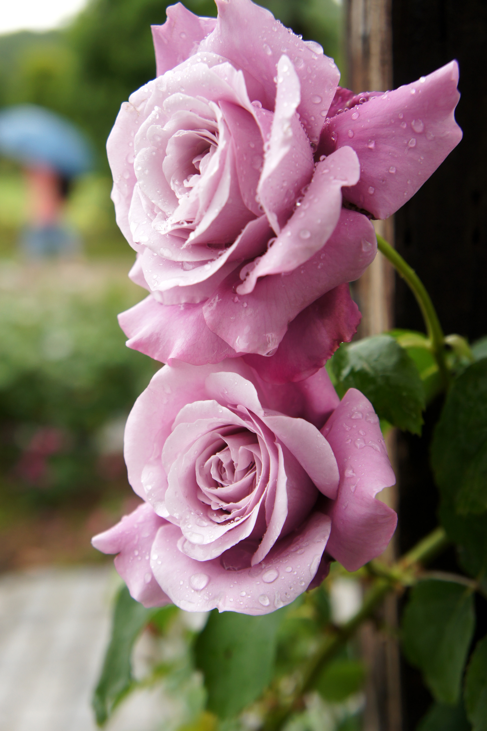 Роза Вайолет Хилл фото цветы