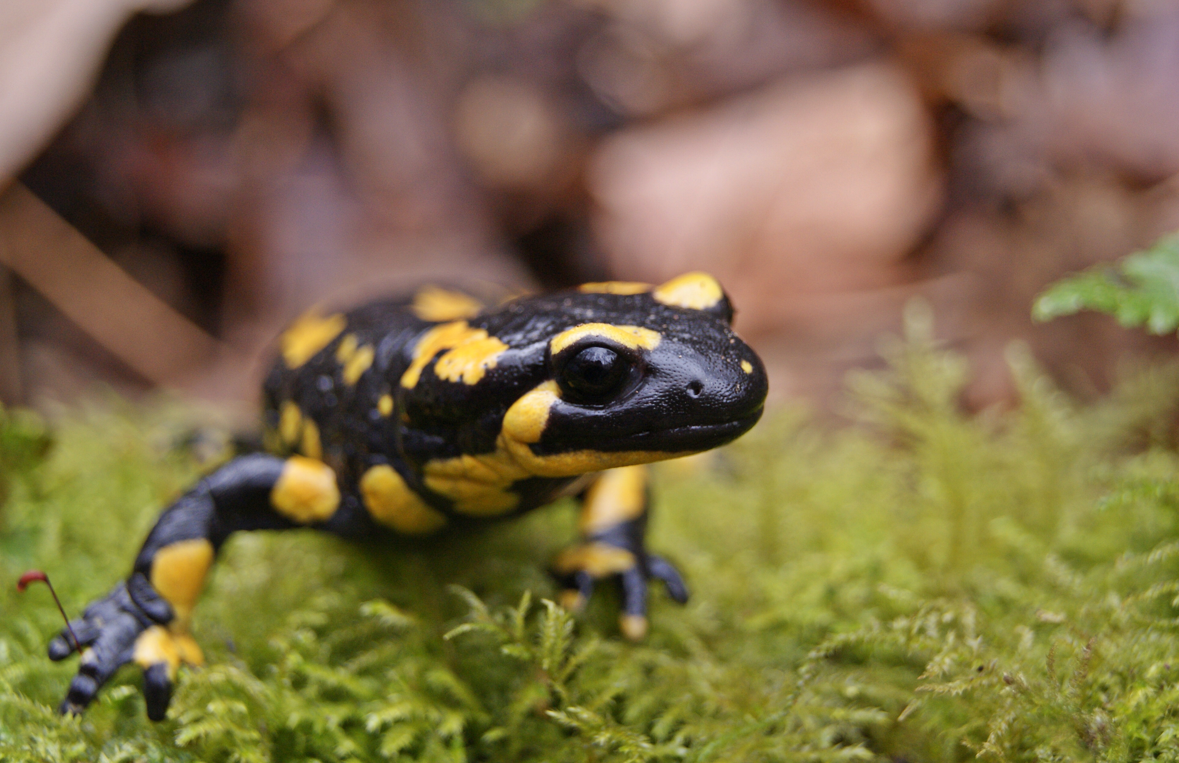 火の精霊 ファイアサラマンダーの生態や毒性について 危険生物 Information