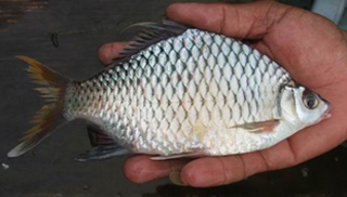 <i>Scaphognathops</i> Genus of fishes