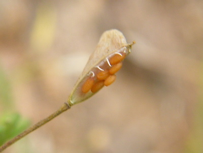 Seeds of Capsella bursa pastoris