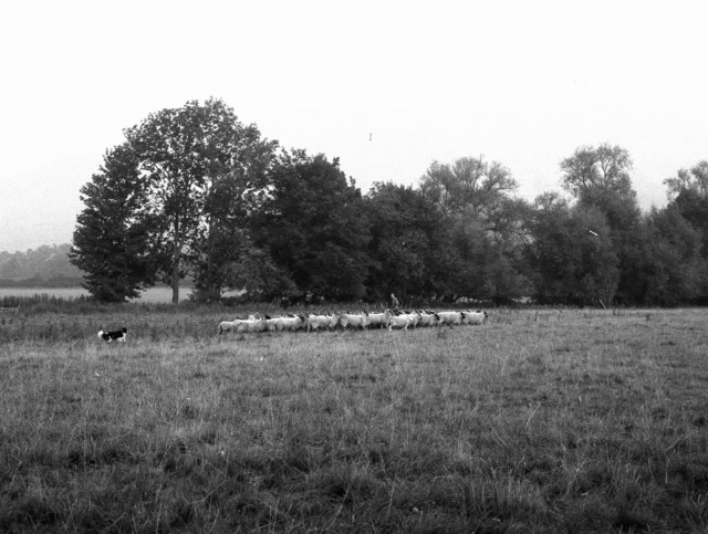 File:Sheep farming at Llangattock - geograph.org.uk - 661774.jpg