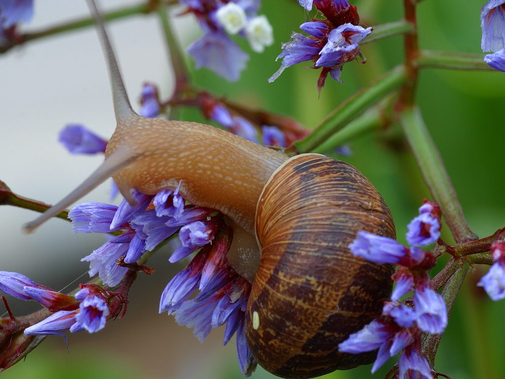 garden snail eggs