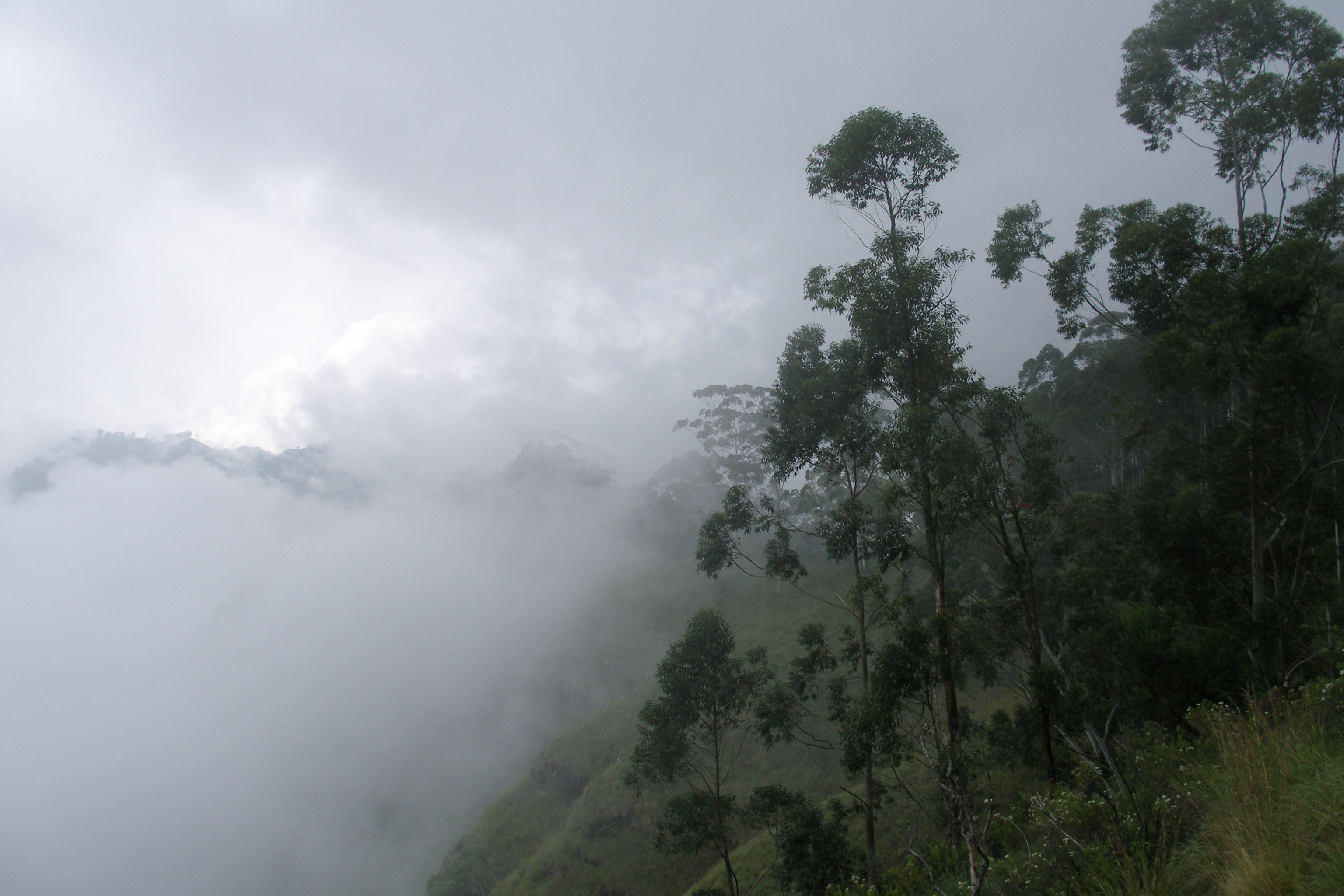 Cloud forests are. Дождевые леса Шри Ланки. Лес Шри Ланки. Шри Ланка ураган. Шри Ланка деревья.