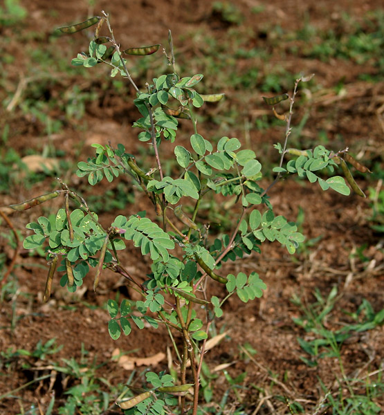 File:Tephrosia purpurea (Wild Indigo) in Narshapur, AP W IMG 0769.jpg