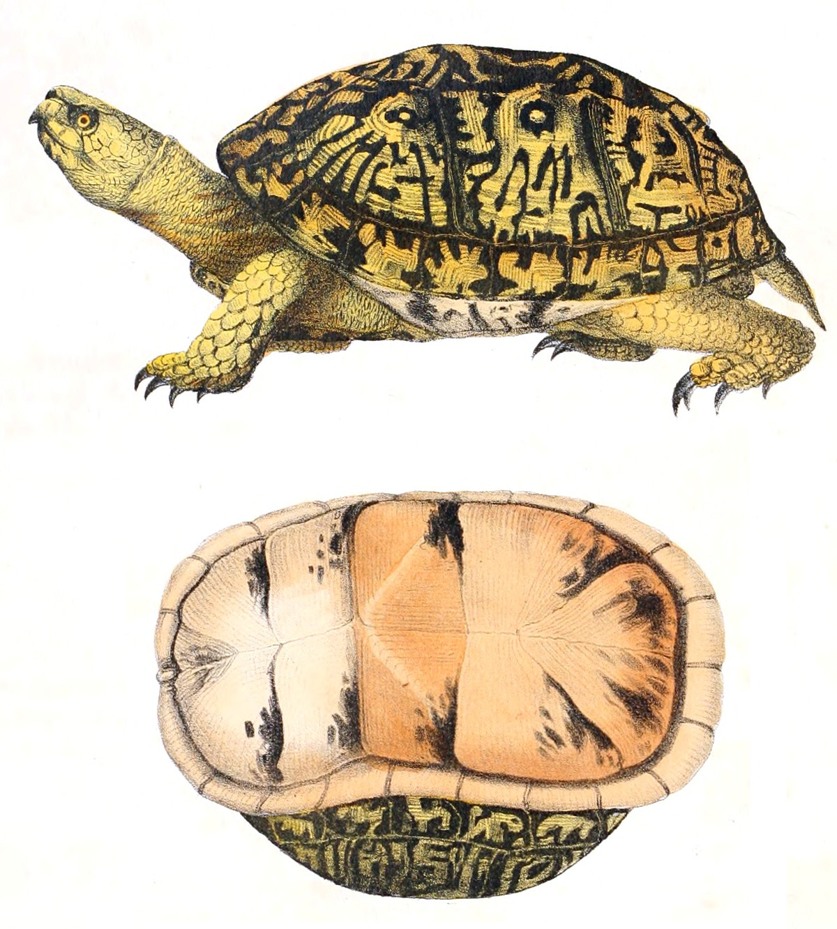 Коробчатая черепаха