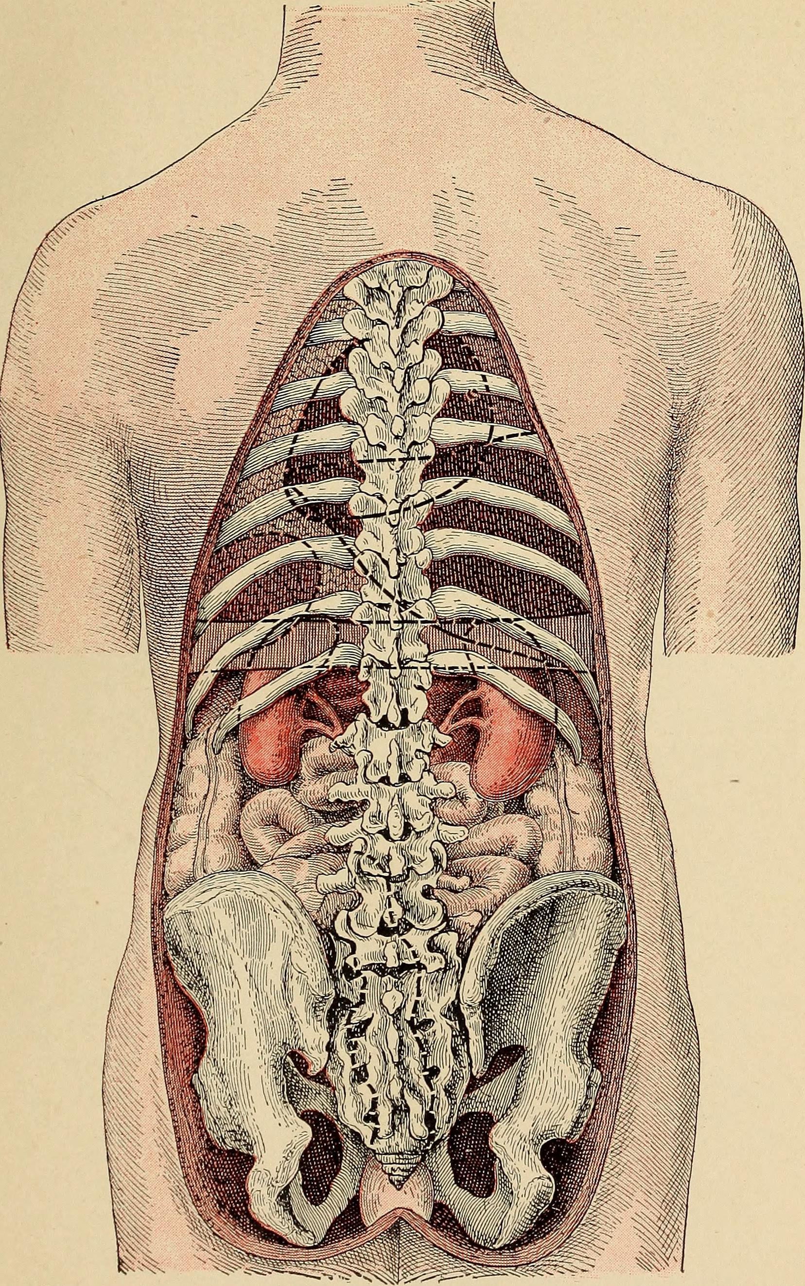 Строение человека внутренние со спины. Внутренние органы со спины. Органы человека со спины. Анатомия внутренних органов со спины. Внутрениеторганы сотпины.