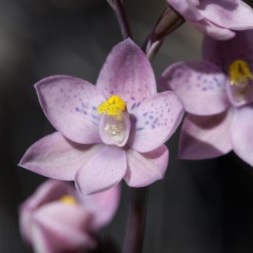 <i>Thelymitra irregularis</i> Species of orchid