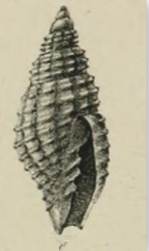 <i>Vexillum innotabile</i> Species of sea snail