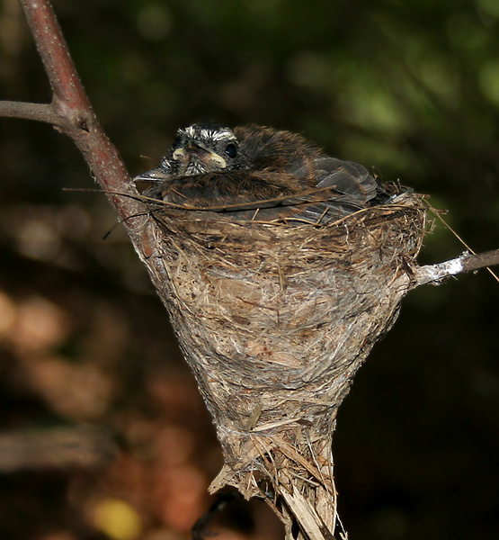 File:White-throated Fantail (Rhipidura albicollis)- albogularis race- chicks in nest in Anantgiri, AP W IMG 8921.jpg