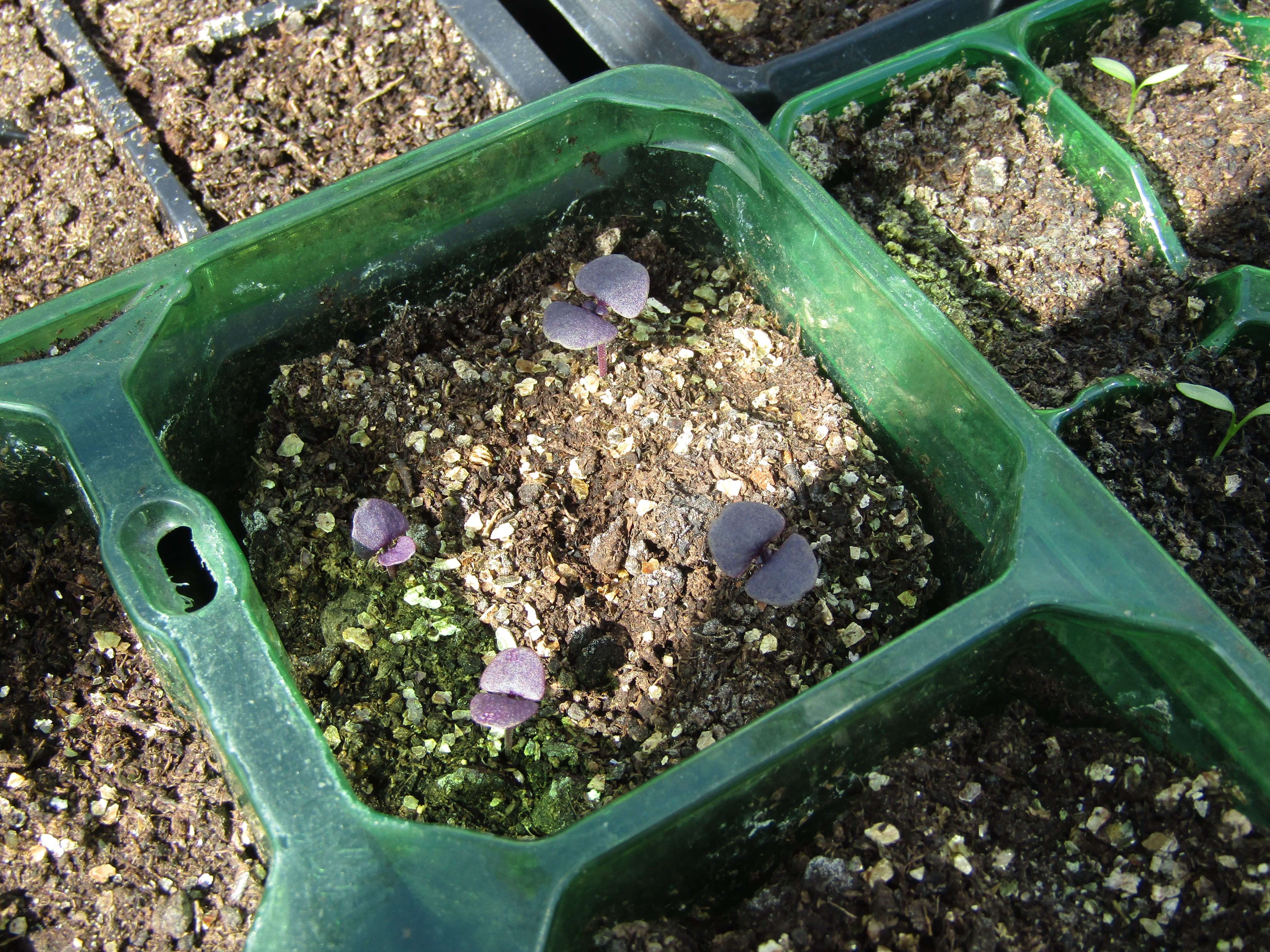 File 2020 07 10 Purple basil Ocimum basilicum seedlings