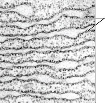 smooth endoplasmic reticulum microscope