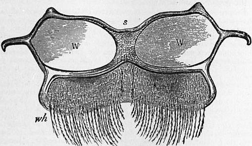 File:1911 Britannica - Bee - Abdominal Plate.png